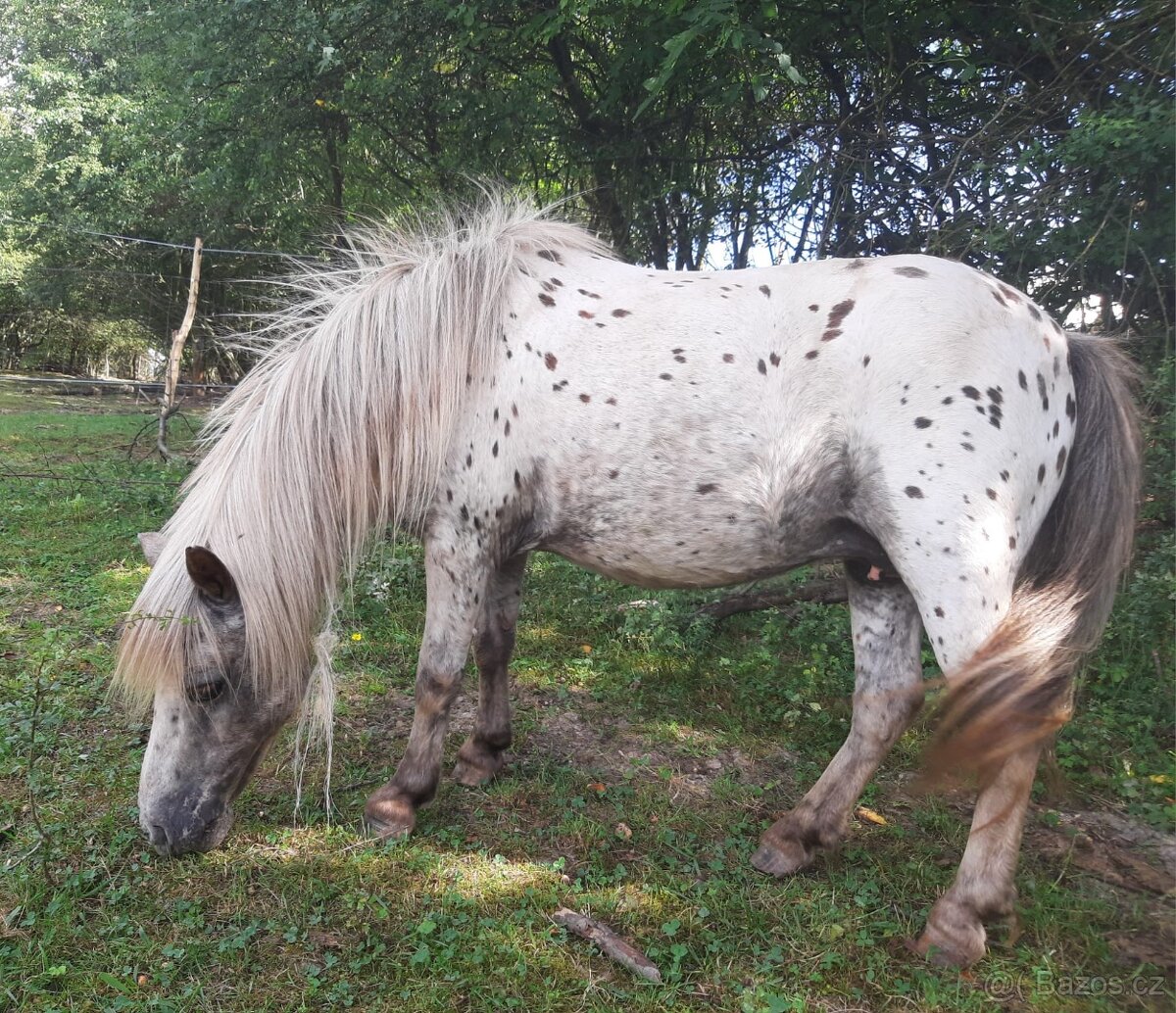 Pony apaloosa