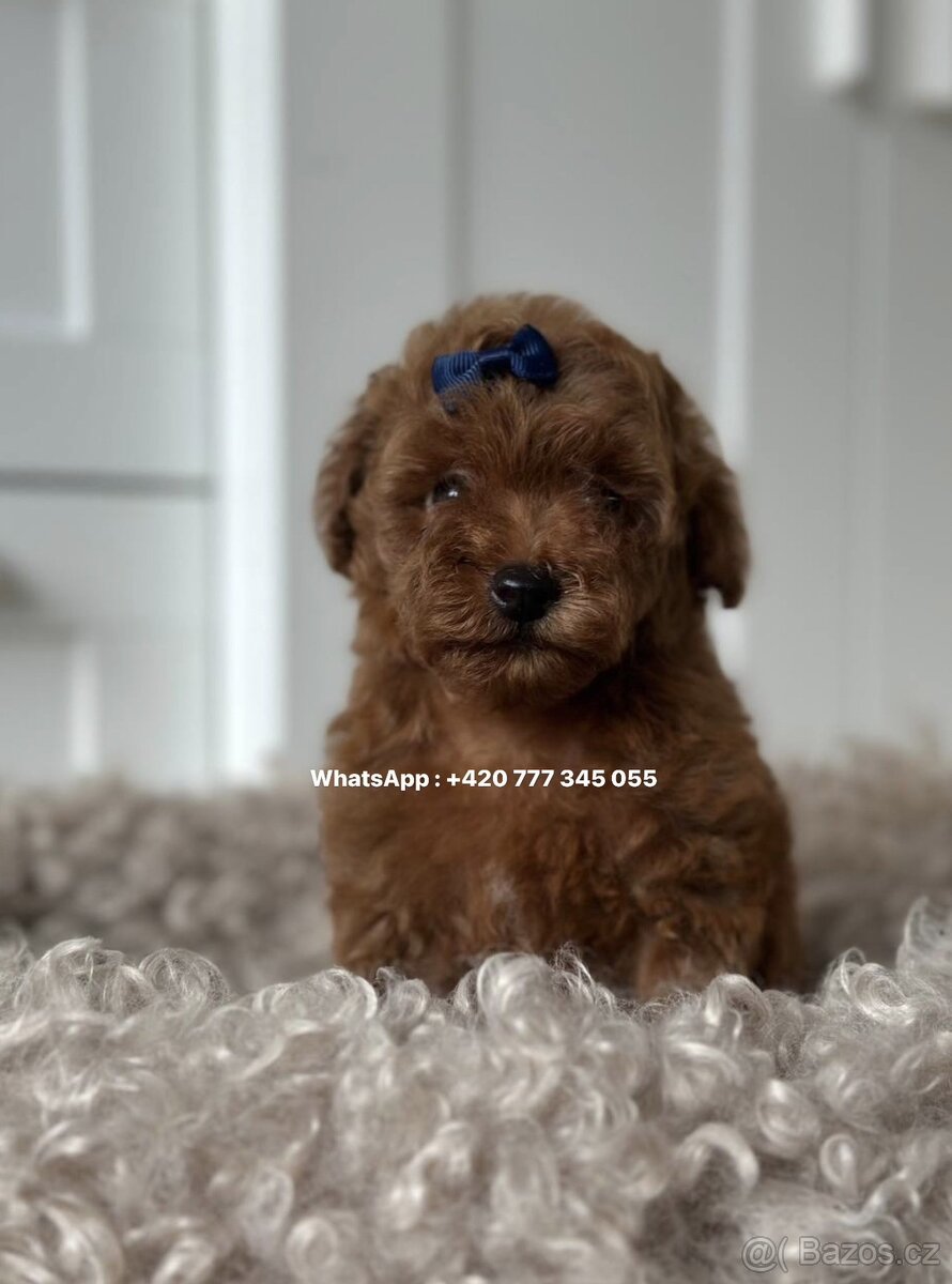 Toy Poodl red brown male pes/ z PP