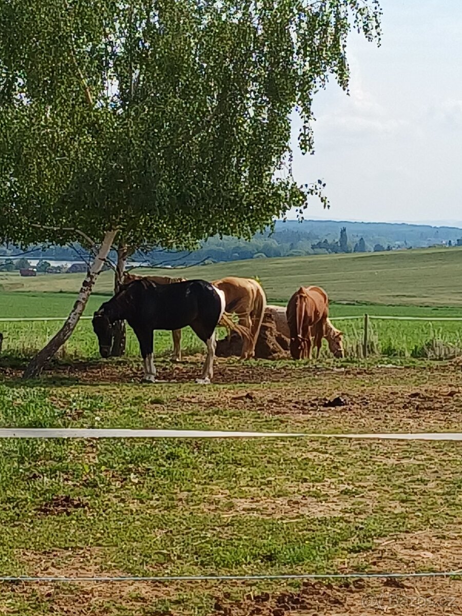 Ustájení