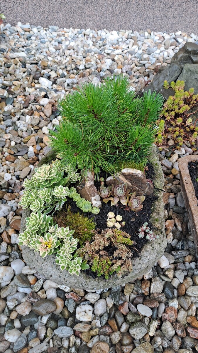 Betonové květináče,bonsai