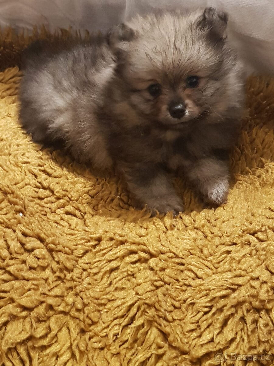 Pomeranian