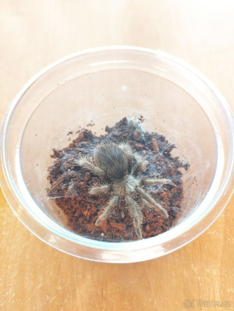 Tliltocatl (Brachypelma) albopilosum