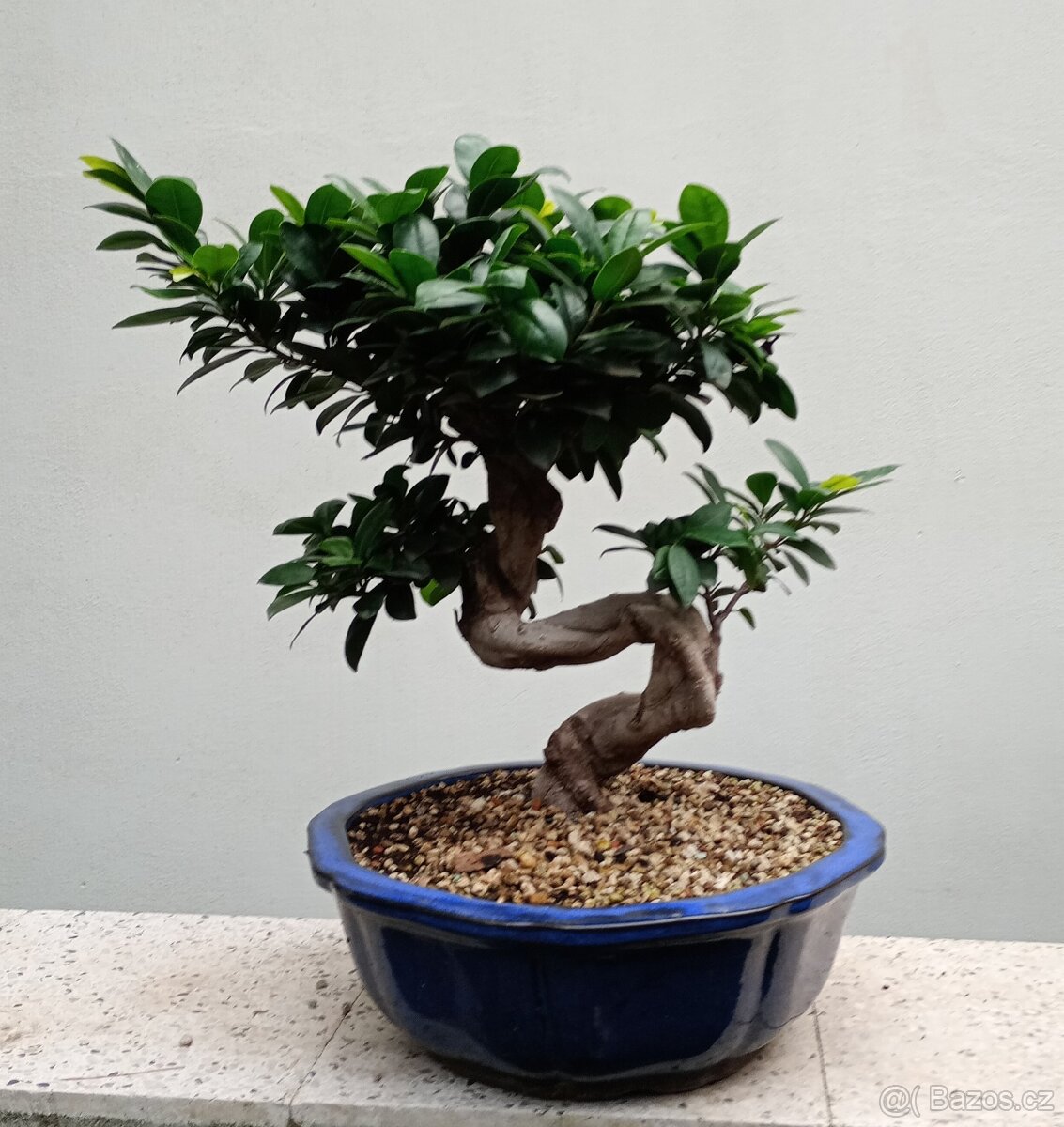 Fíkovník maloplodý bonsai