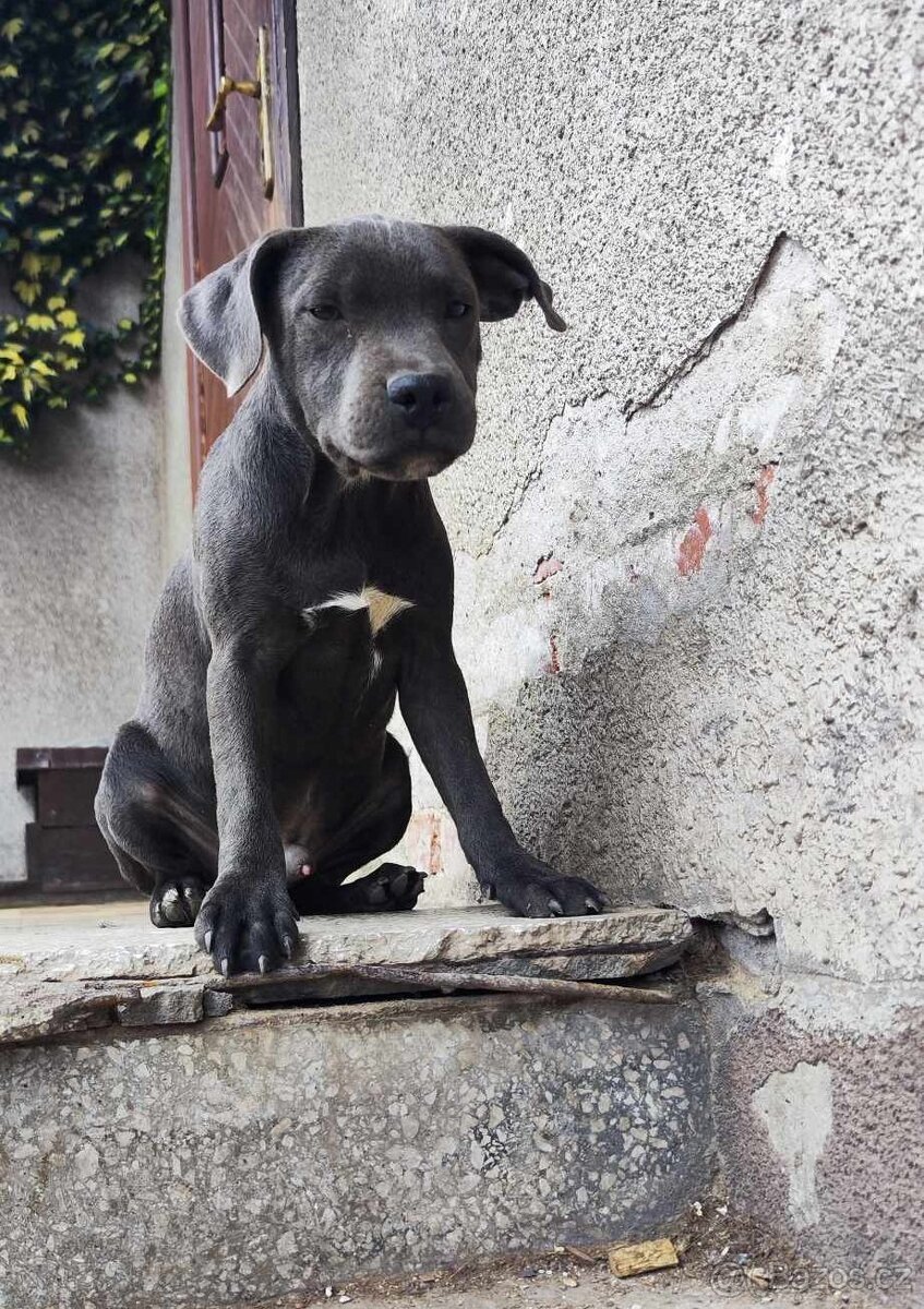 Stafordšírský bulteriér bullterrier modry psik cerna fenka