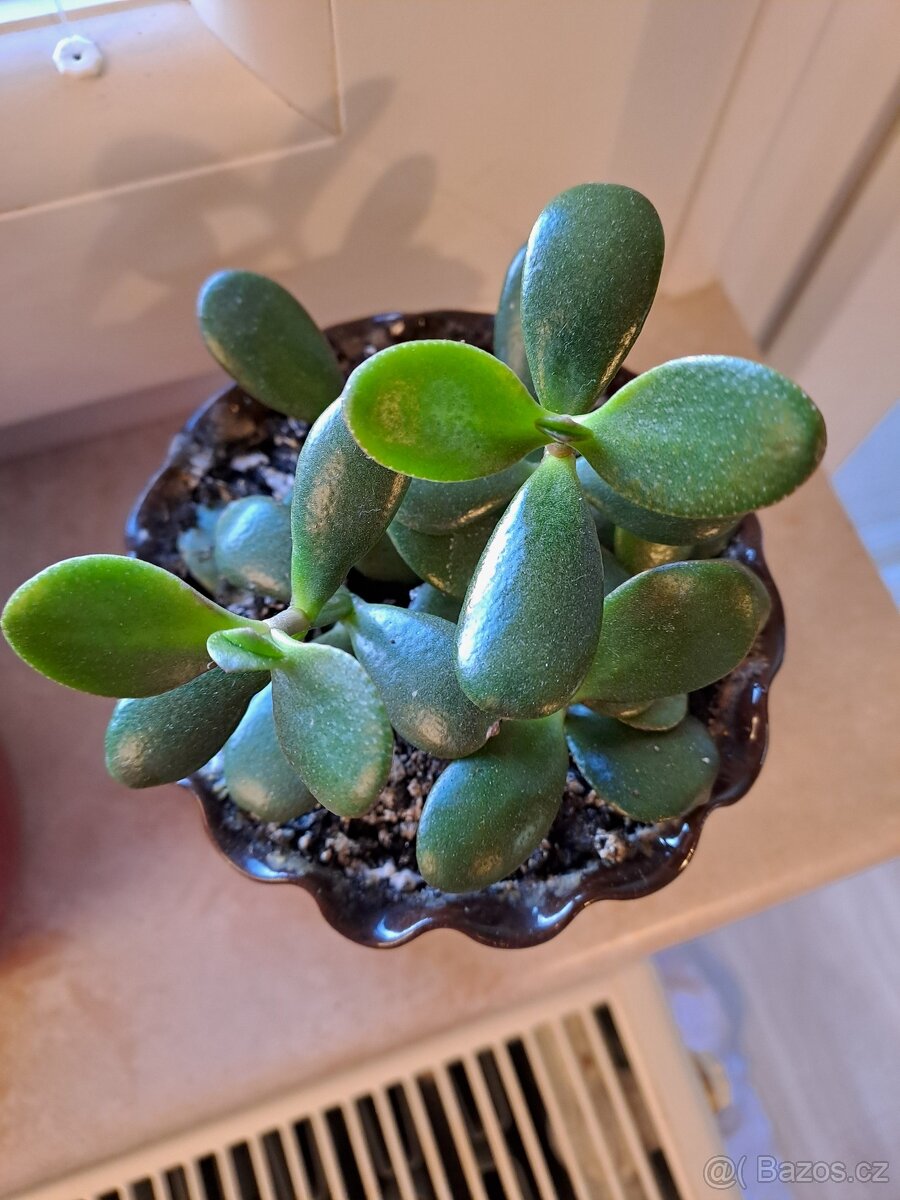 Tlustice crassula