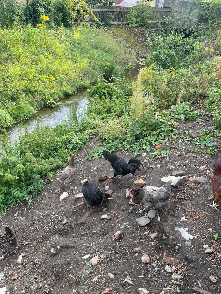 Kohout roční Ayam Cemani