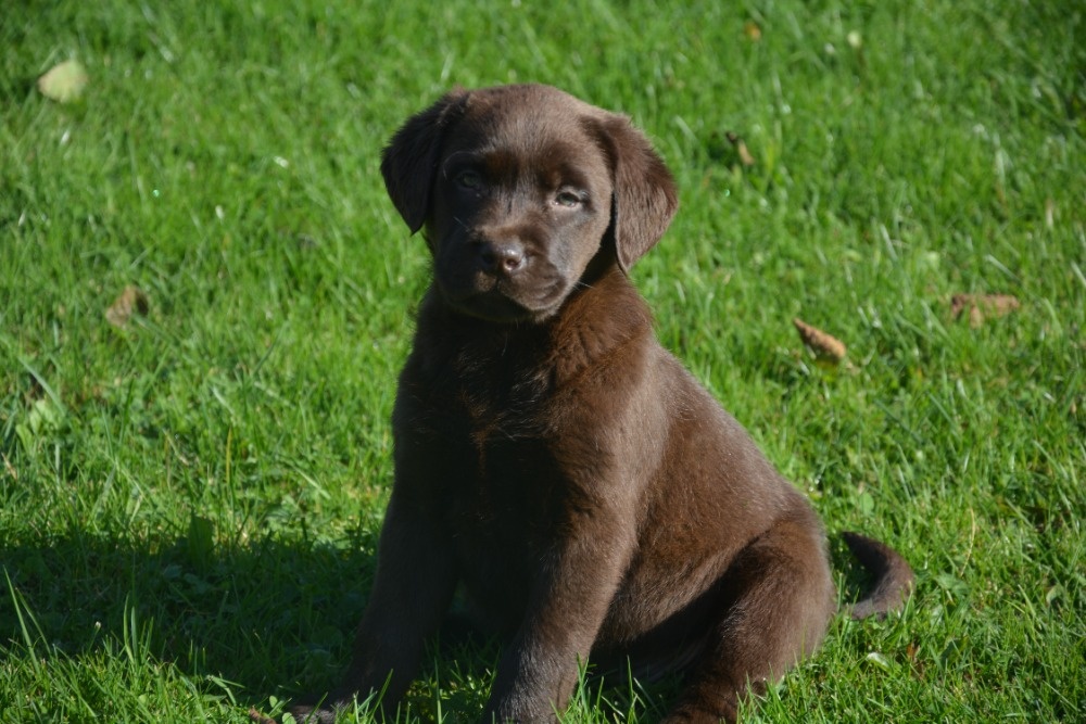 Labrador