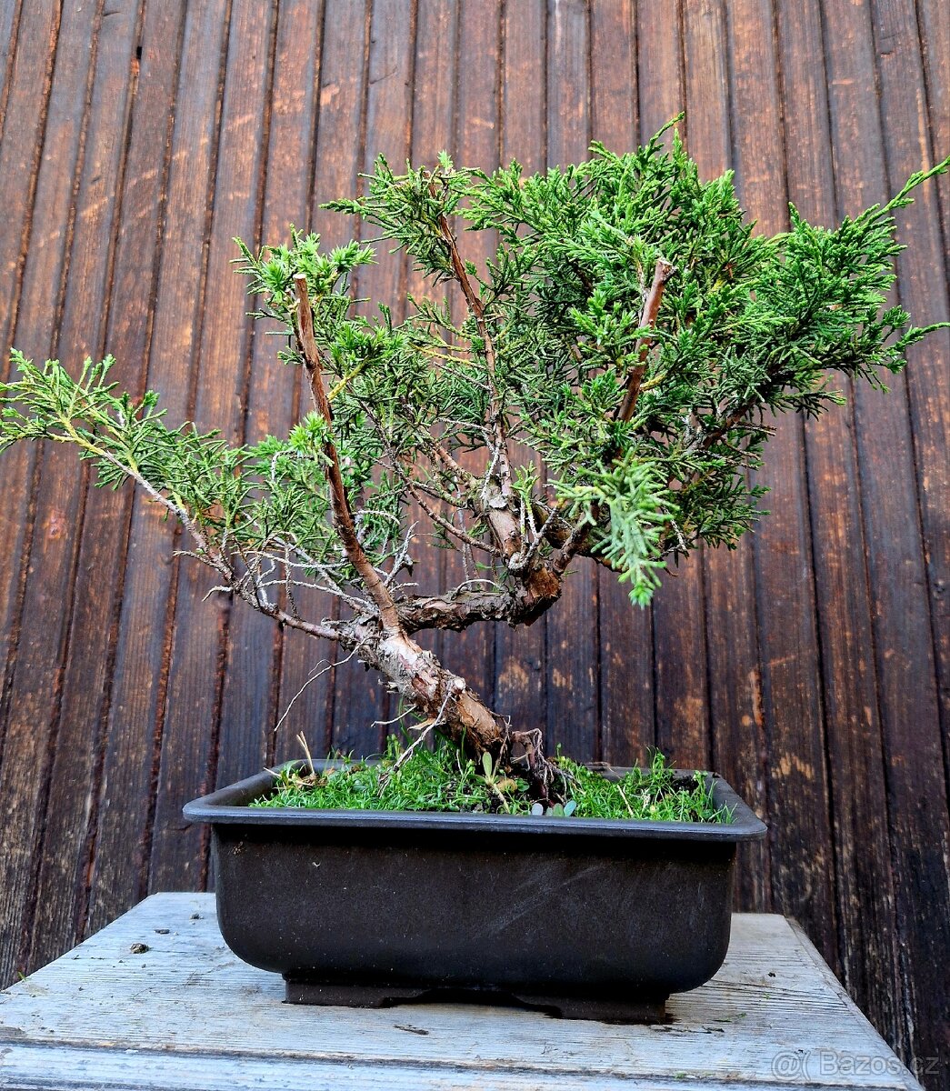 Bonsai, Bonsaj, yamadroi - Juniperus Simpactu 2