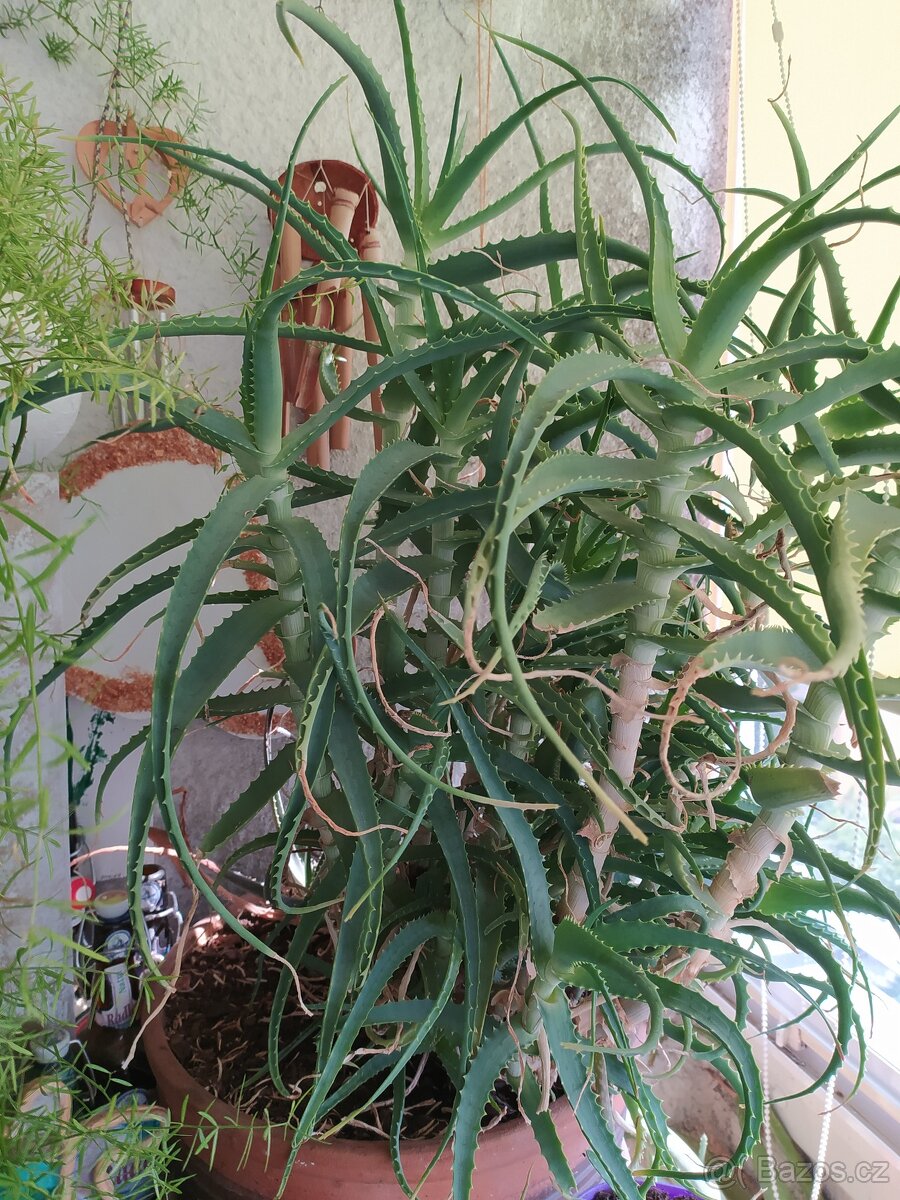 Aloe vera