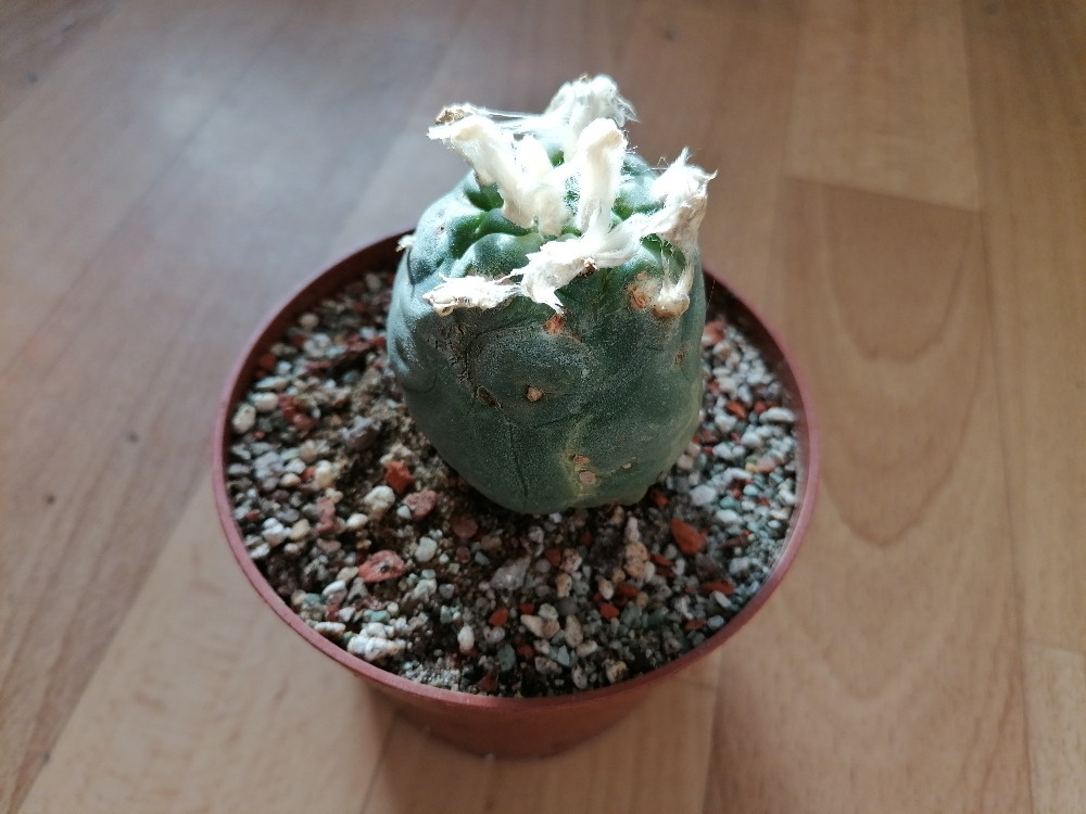 Kaktus Lophophora Diffusa - lofofora - ježunka