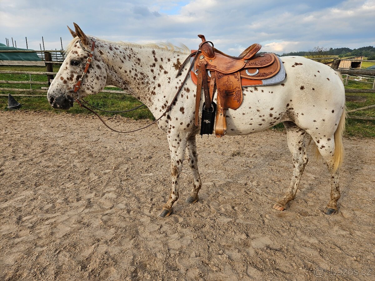 Klisna Appaloosa 8 let