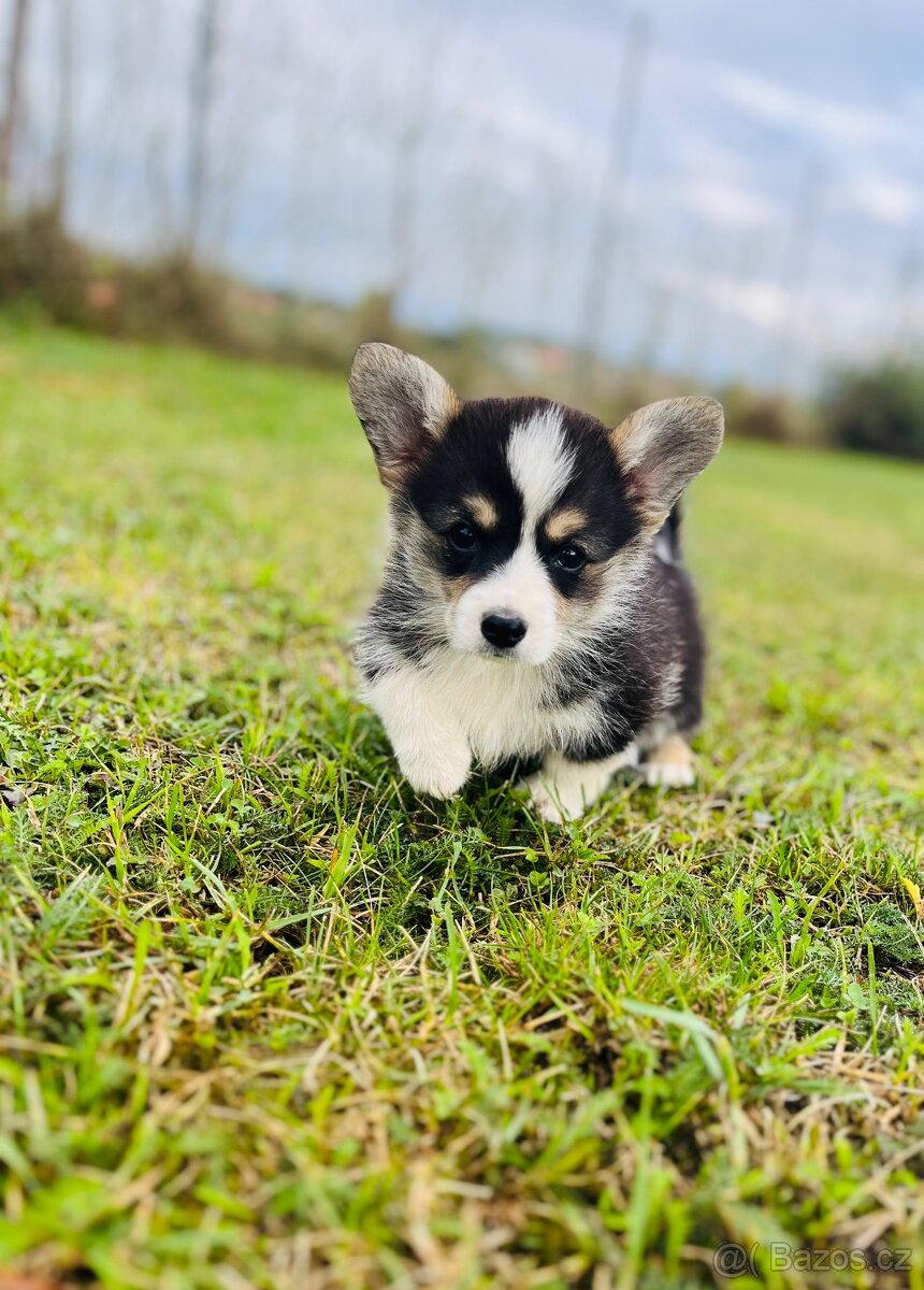 Welsh corgi pembroke s PP (FCI)