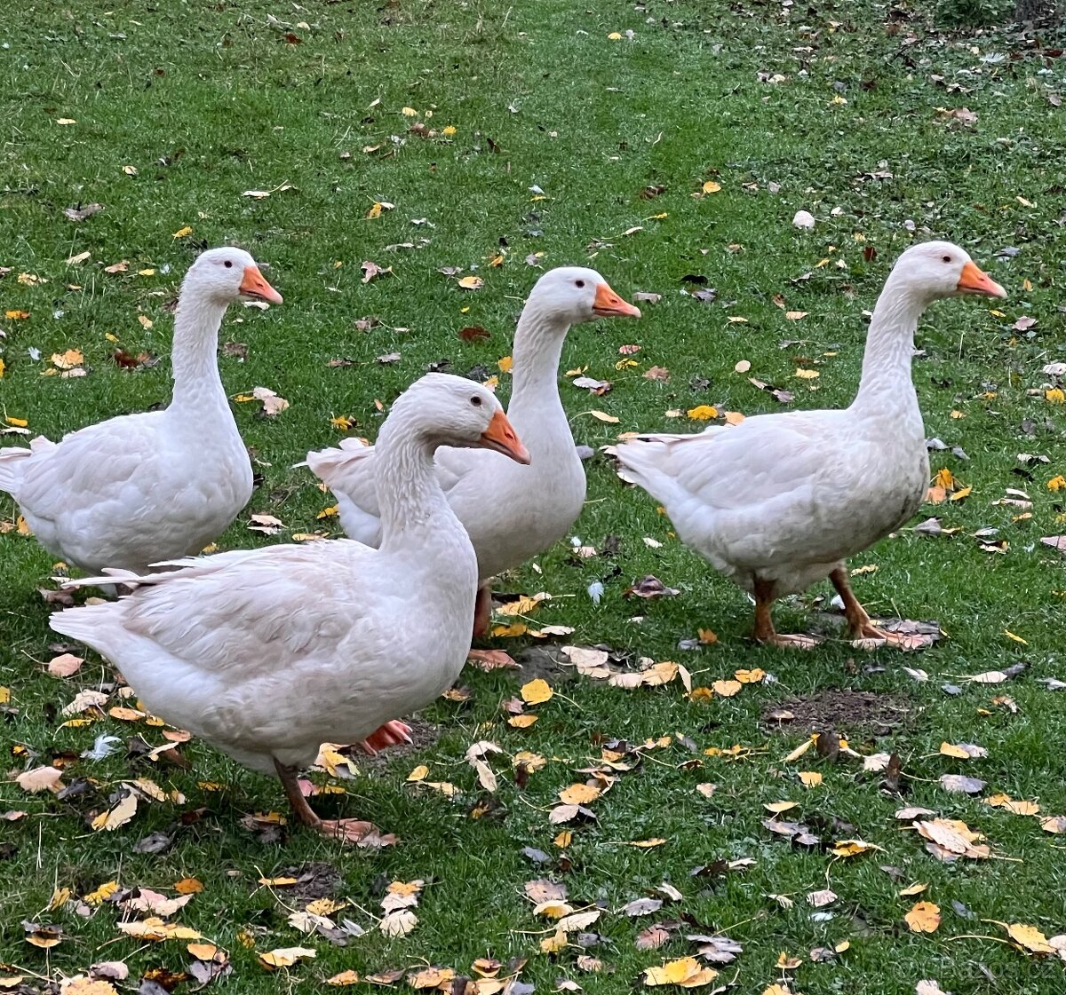 Svatomartinská husa