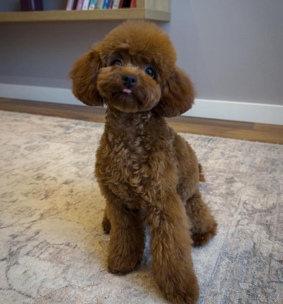 Toy Pudl / Toy Poodle