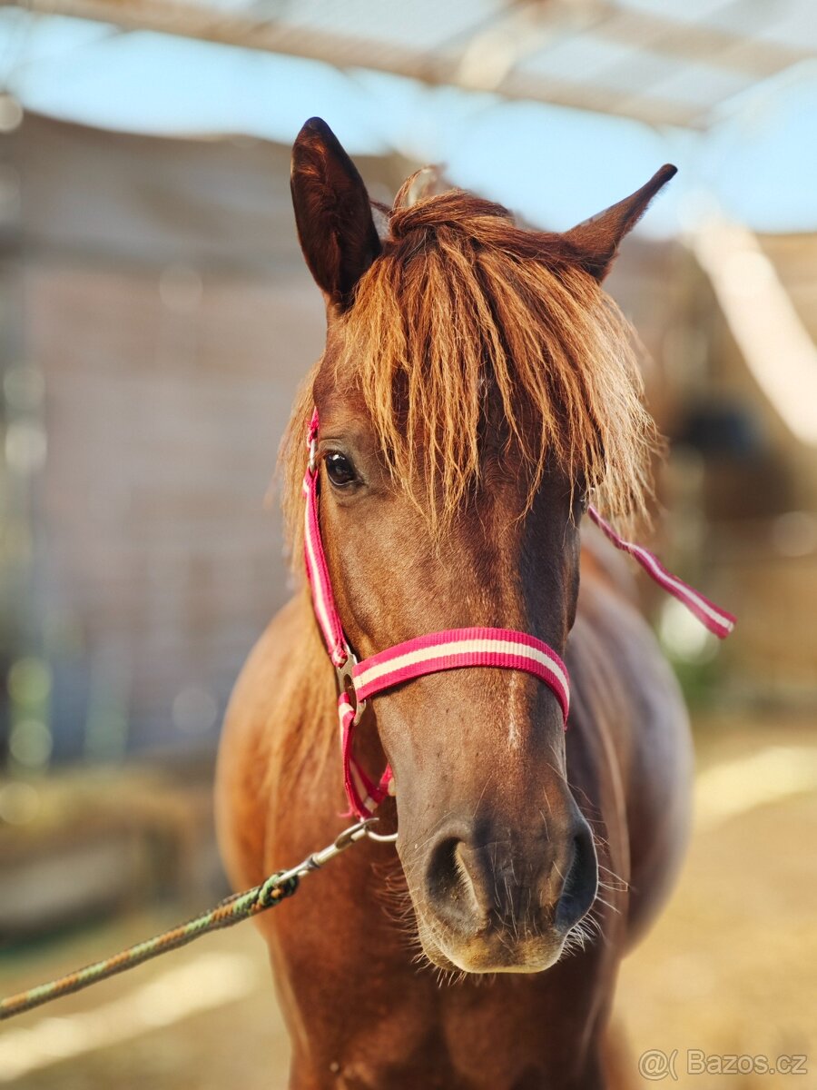 Klisna pony