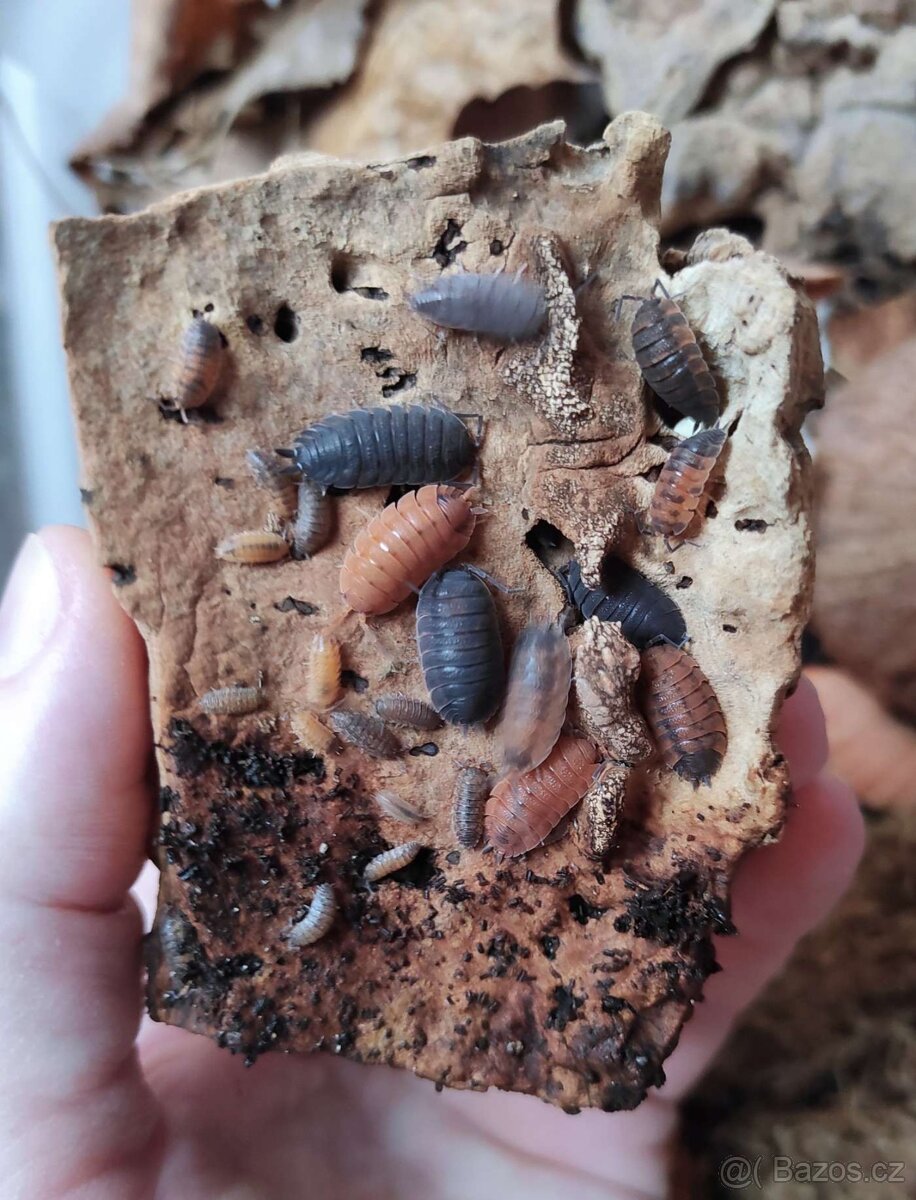 Porcellio scaber lava