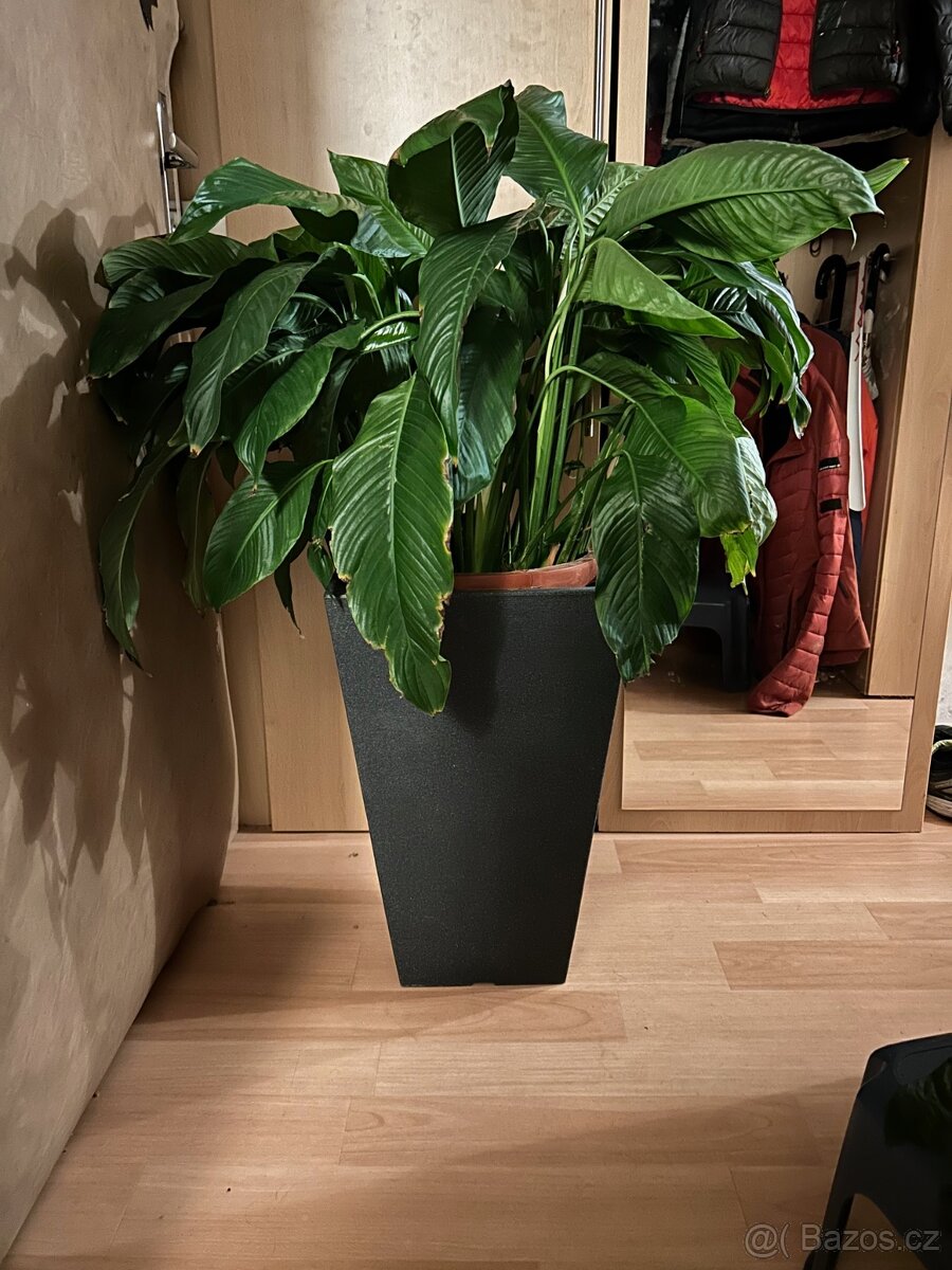 květina, kytka,rostlina lopatkovec toulcovka (spathiphyllum)