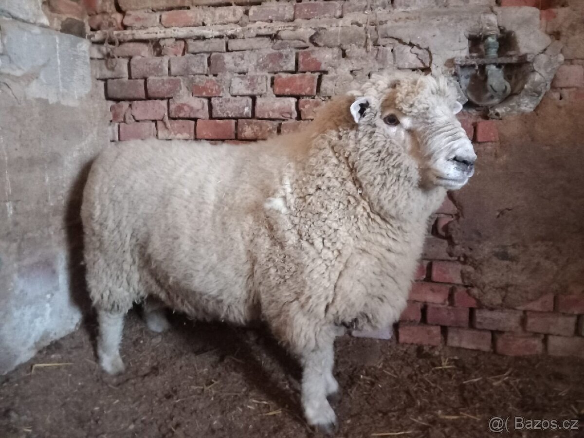 Koupím berana nebo ovce do chovu