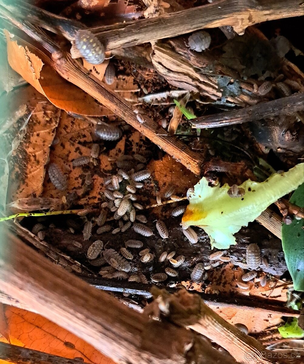 Armadillidium granulatum