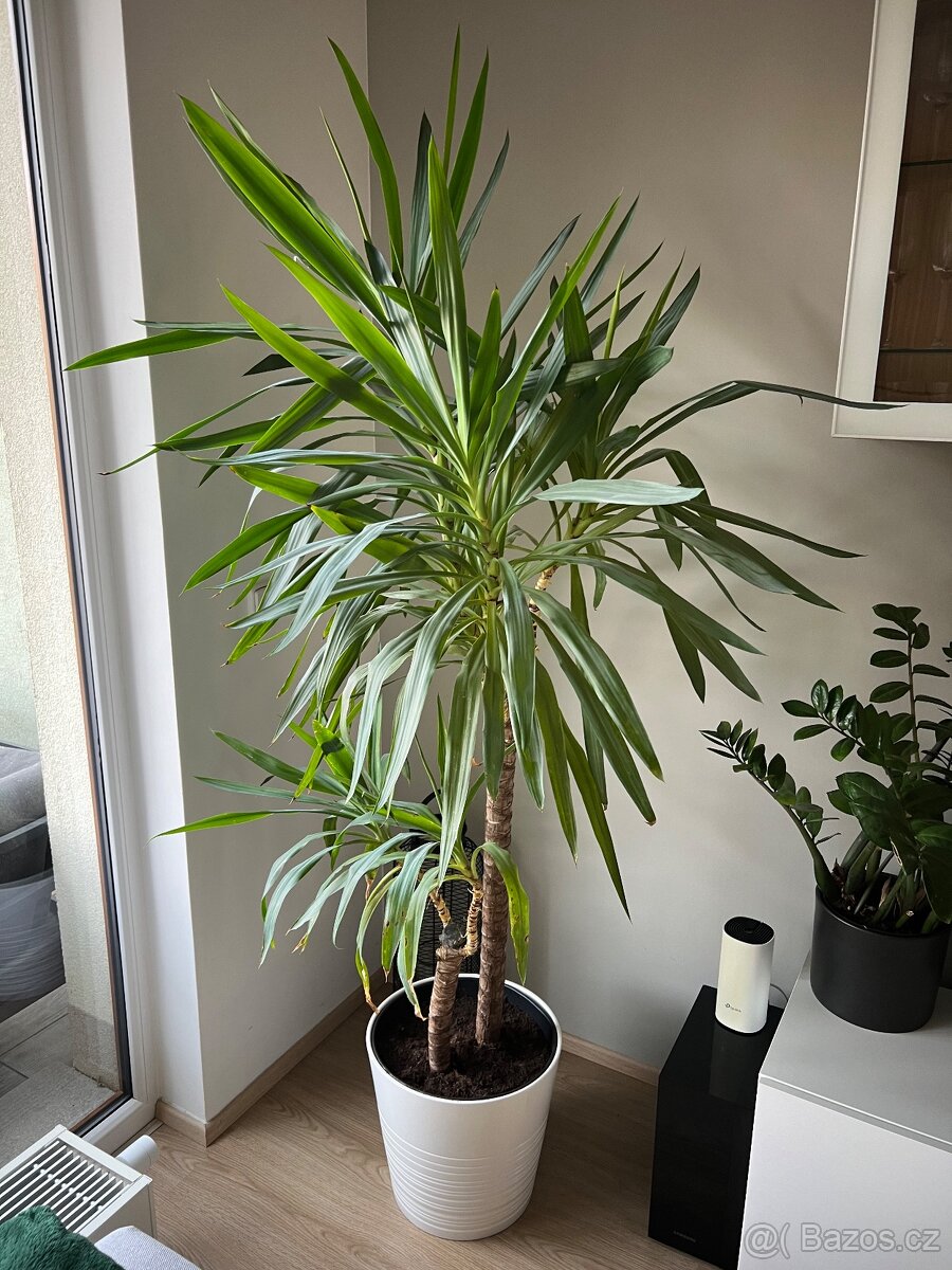 Juka (Yucca) 200 cm