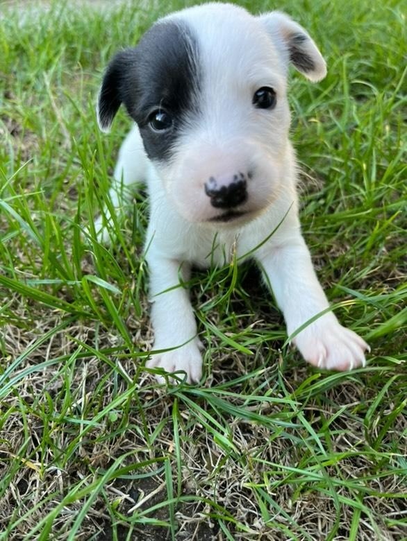 Jack Russel štěňátka