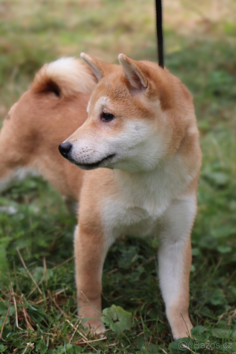 Shiba Inu fenka