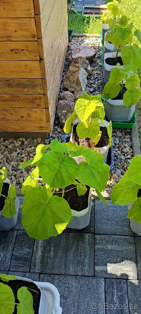 PAULOWNIA TOMENTOSA (Plstnatá)