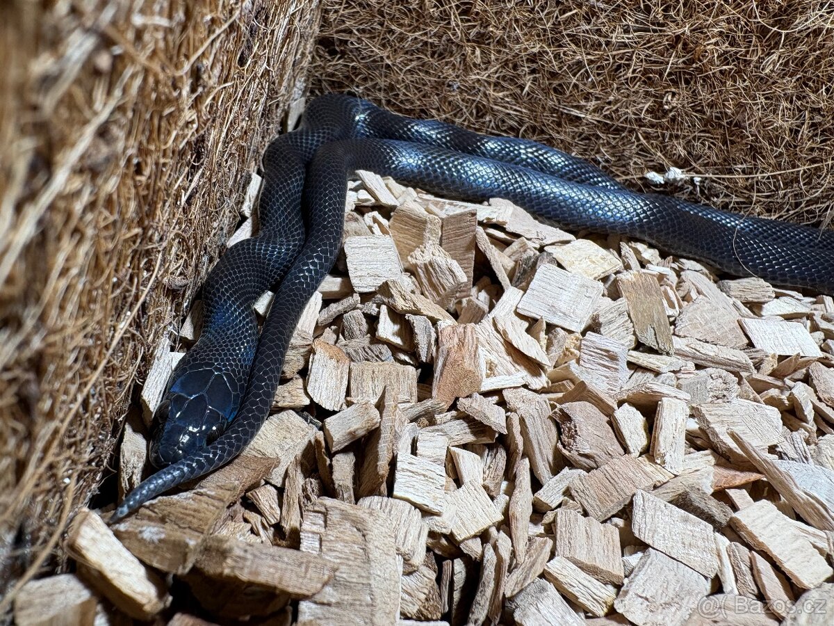 Uzovka domaci BLACK - Boaedon fulinginosus BLACK