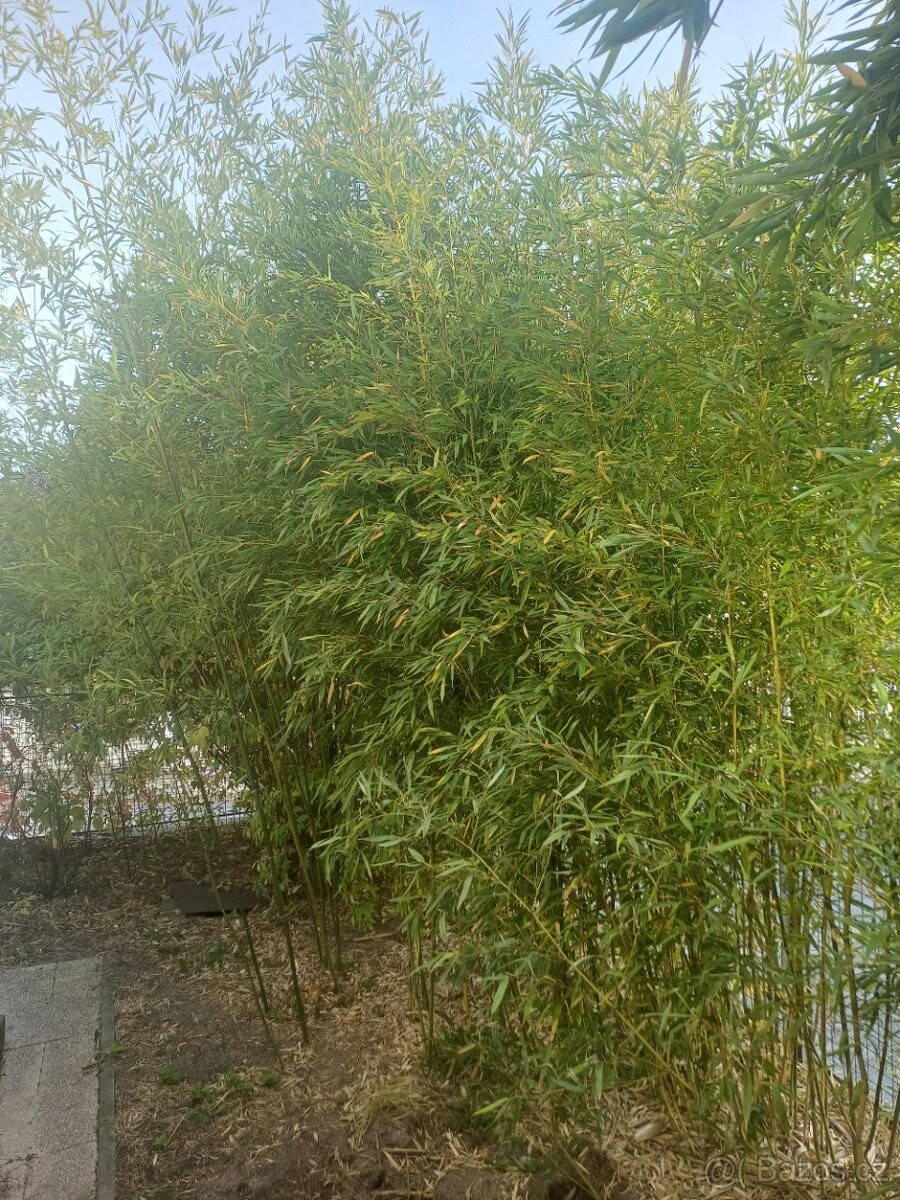 Bambusy Phyllostachys bissetii, mrazuvzdorné, Praha 9