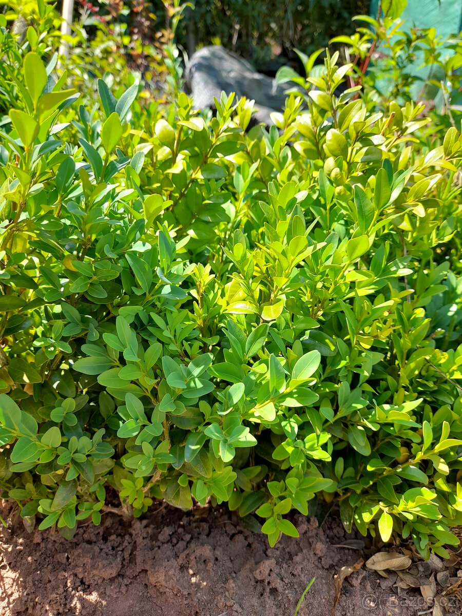 Buxus zelený