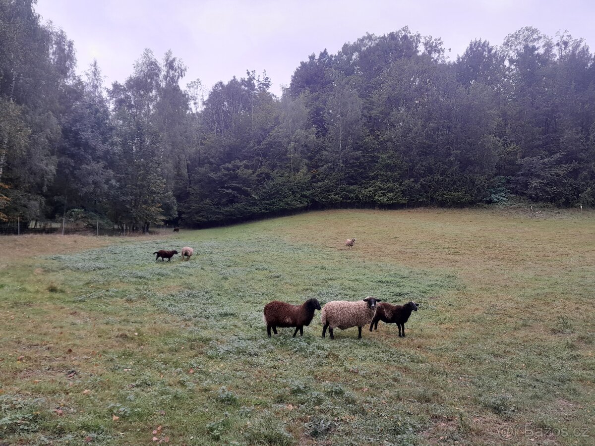 Nabízím jehňata