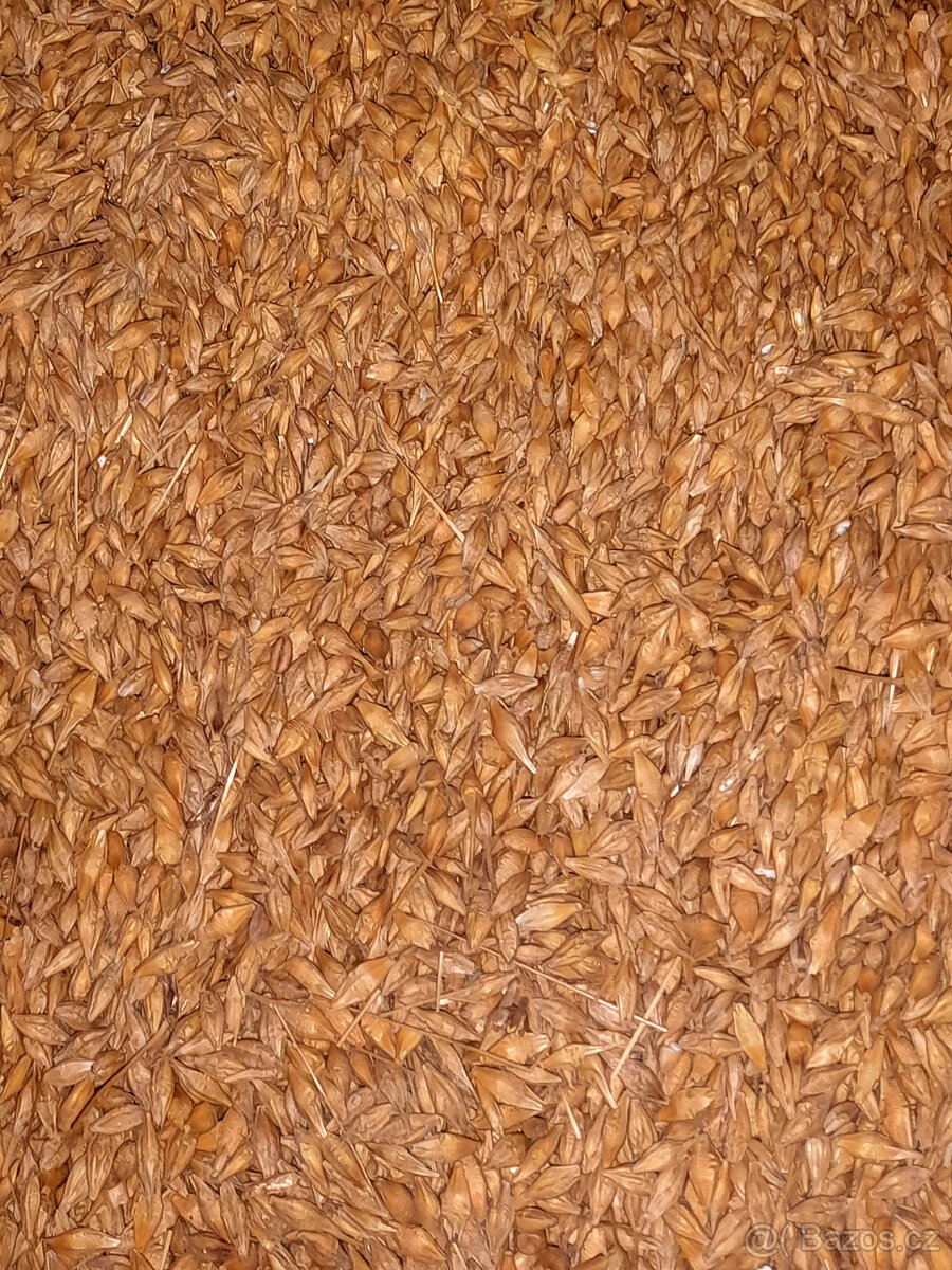 Prodej pšenice, ječmene a ovsa