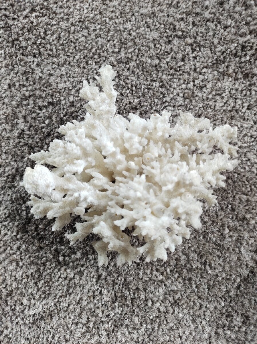 Mořský korál bílý
