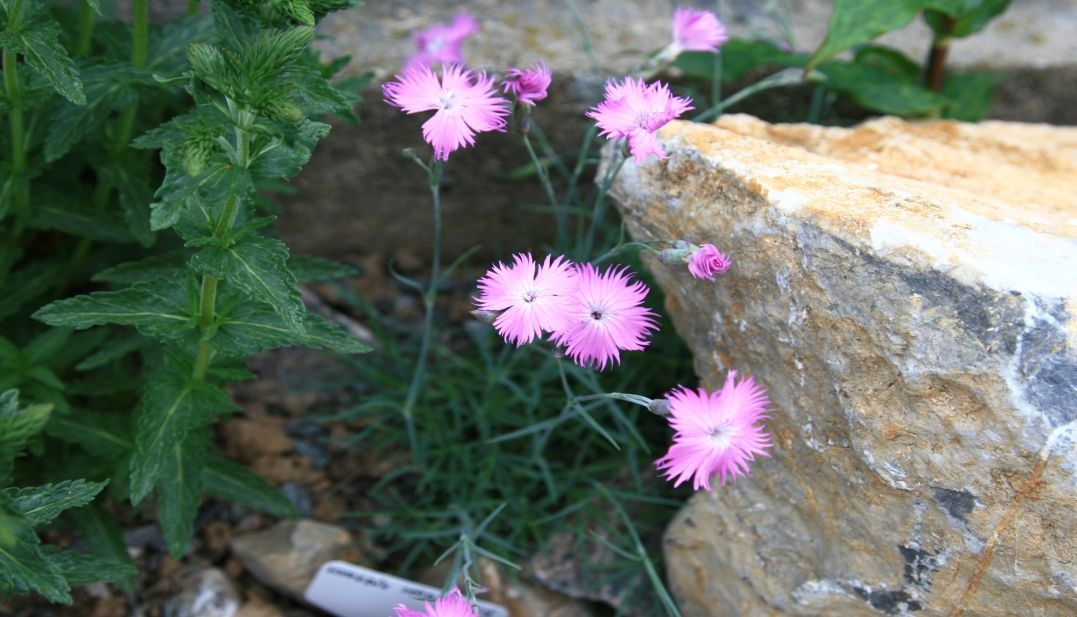 Hvozdík moravský-Dianthus moravicus 100 semen 50 Kč