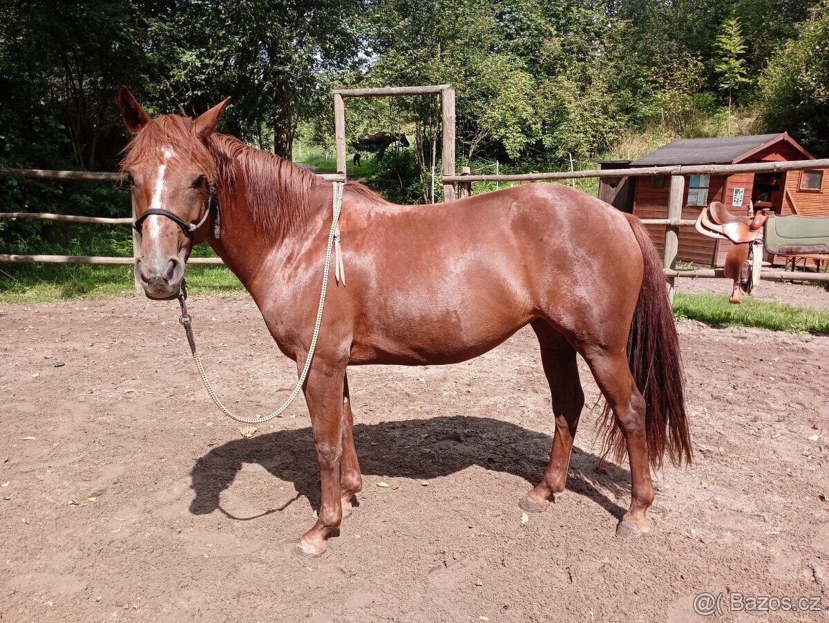 Kobylka Quarter horse kvh 148cm