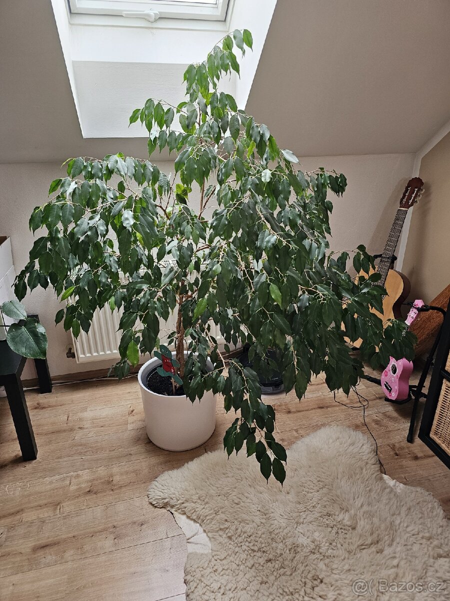 Ficus Benjamin