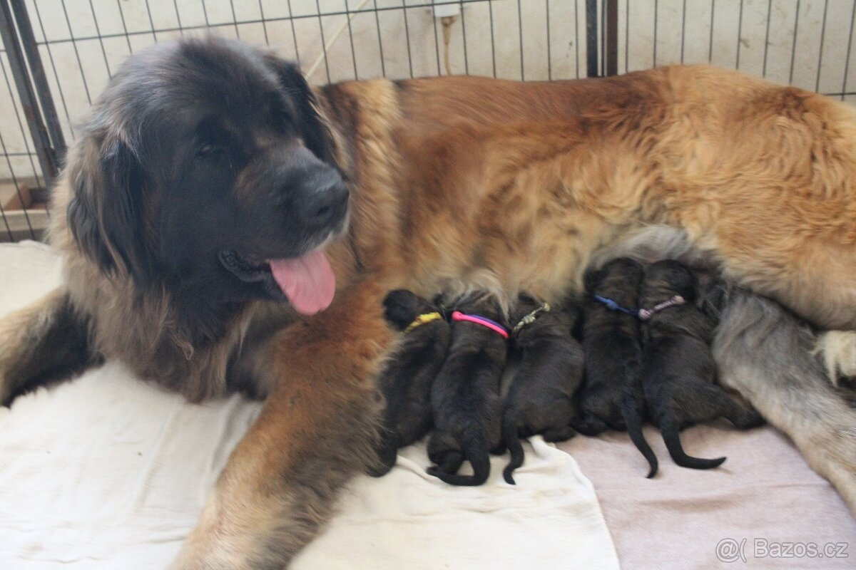 Leonberger - štěňata s PP