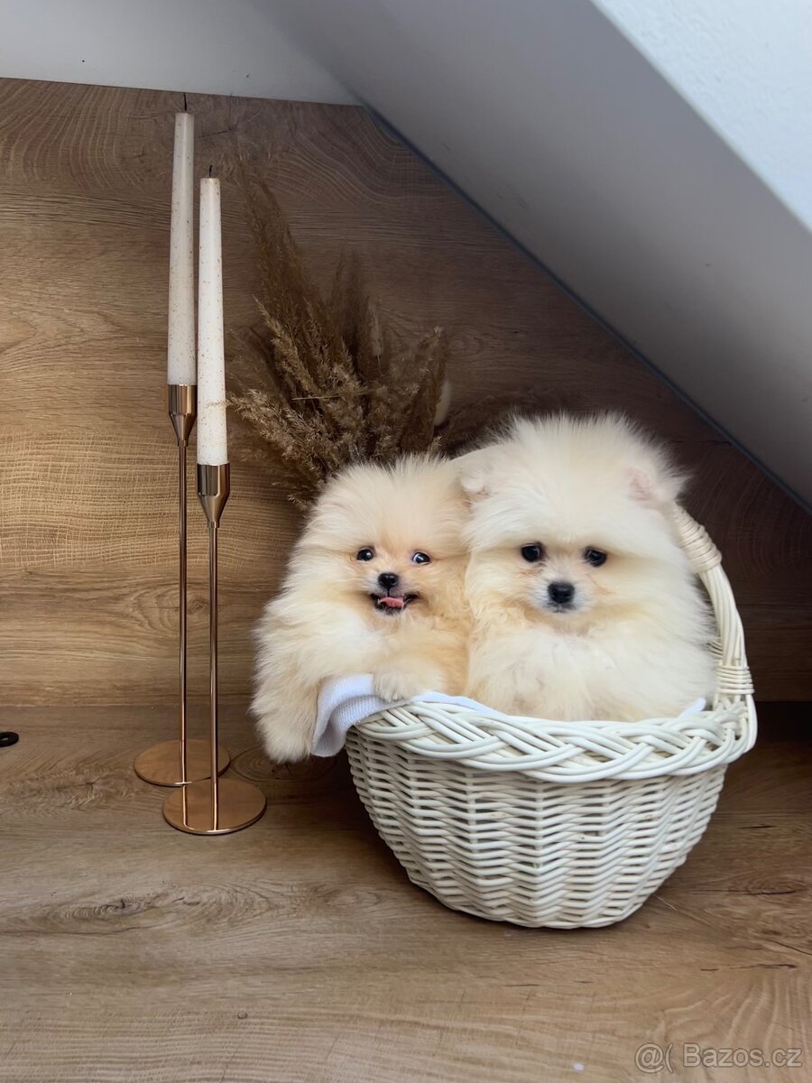 Pomeranian mini