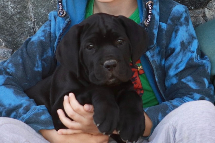 Štěňátka Cane Corso