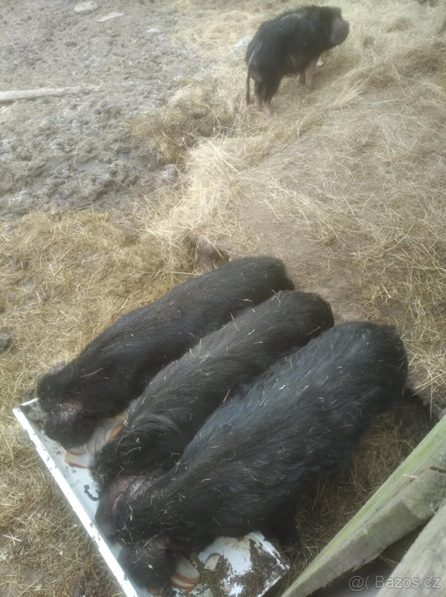 Prodám kance k výkrmu nebo dalšímu odchovu