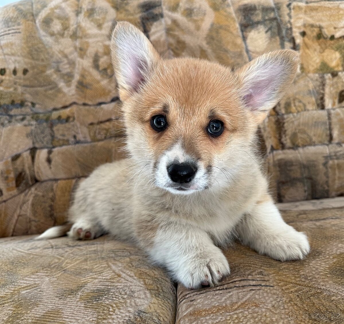 Welsh Corgi s PP