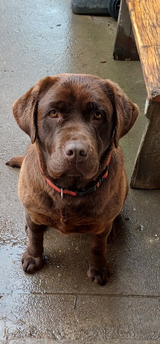 Labrador retriever štěňata s PP