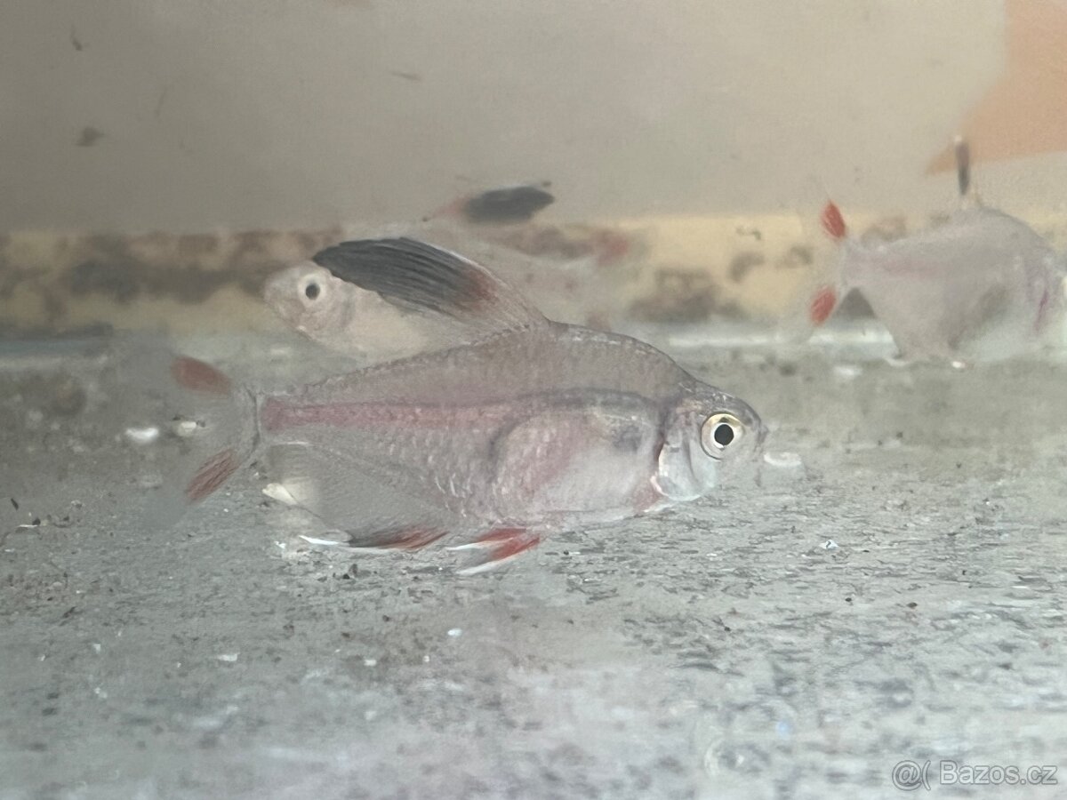 Tetra ozdobná | Hyphessobrycon rosaceus