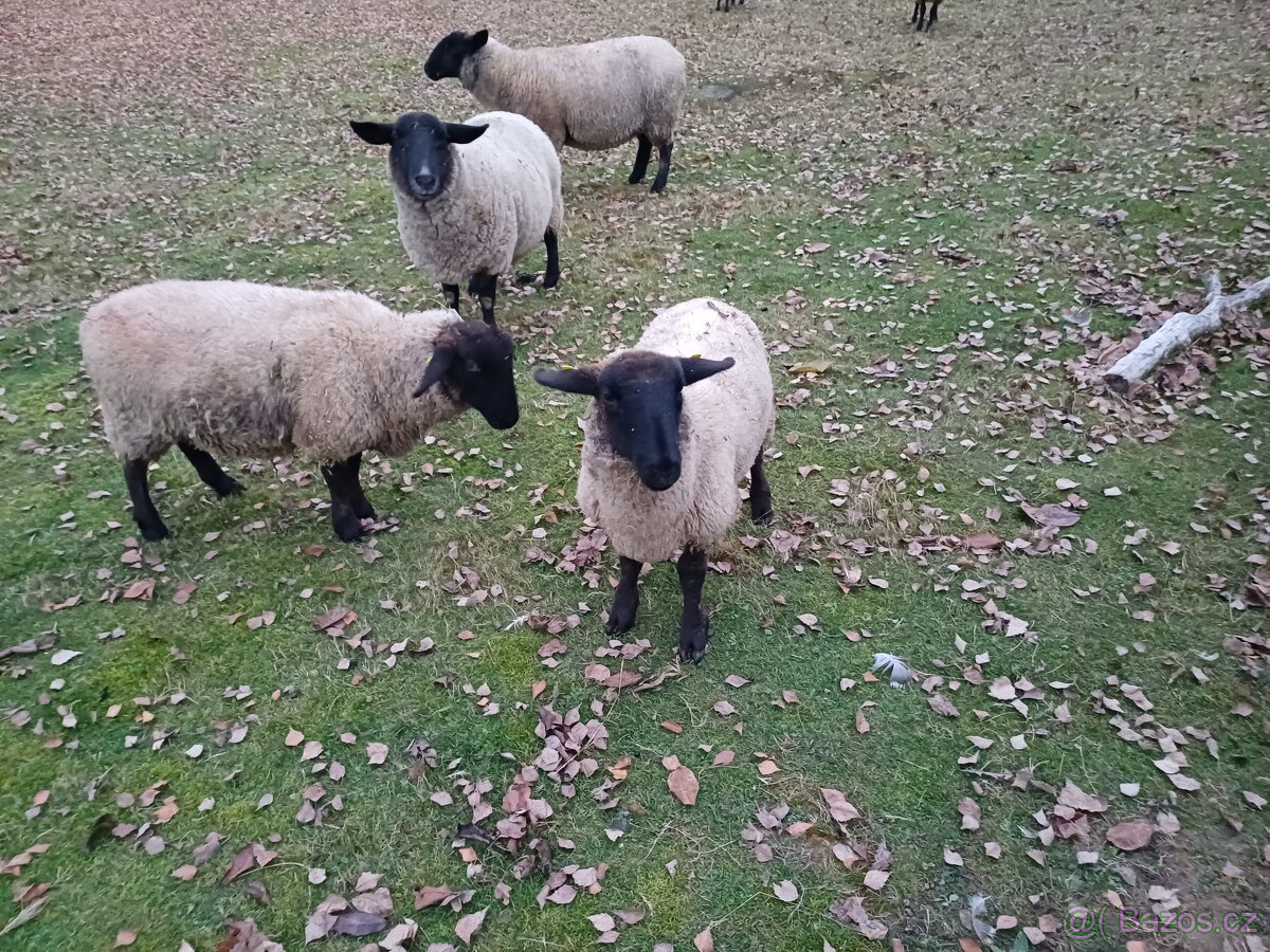 Prodám letošní jehničky suffolk