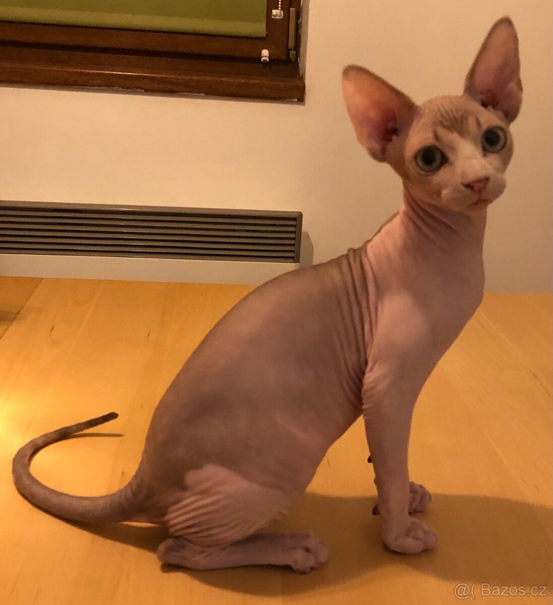 Kanadský Sphynx s PP