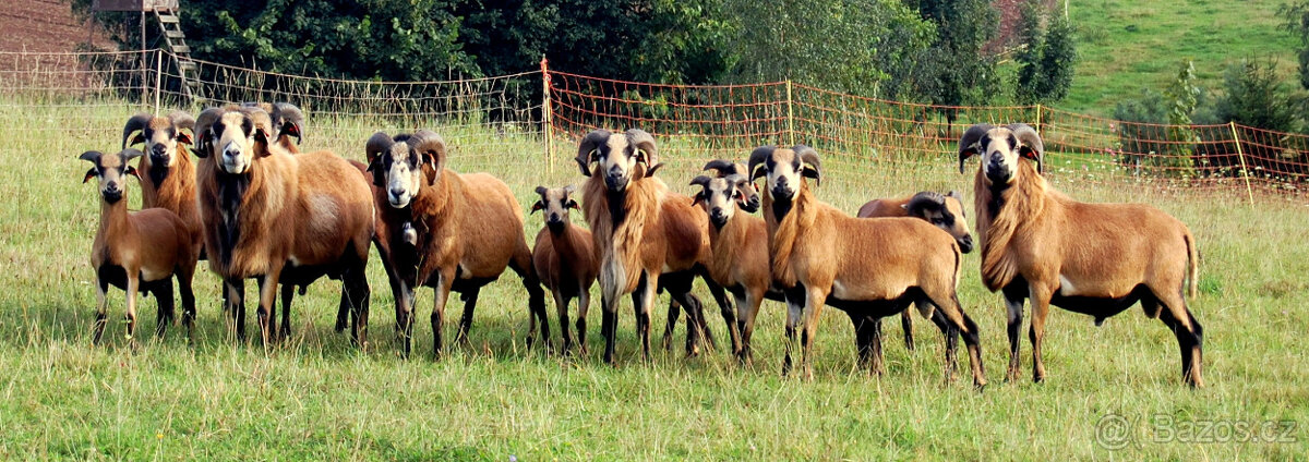 Kamerunský beran/letošní odstavení beránci/