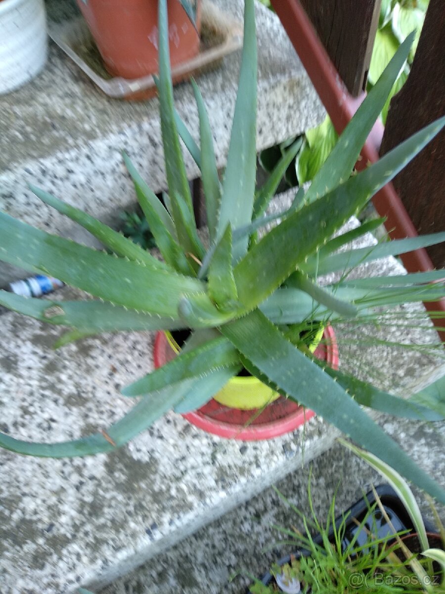 Léčivka Aloe Vera