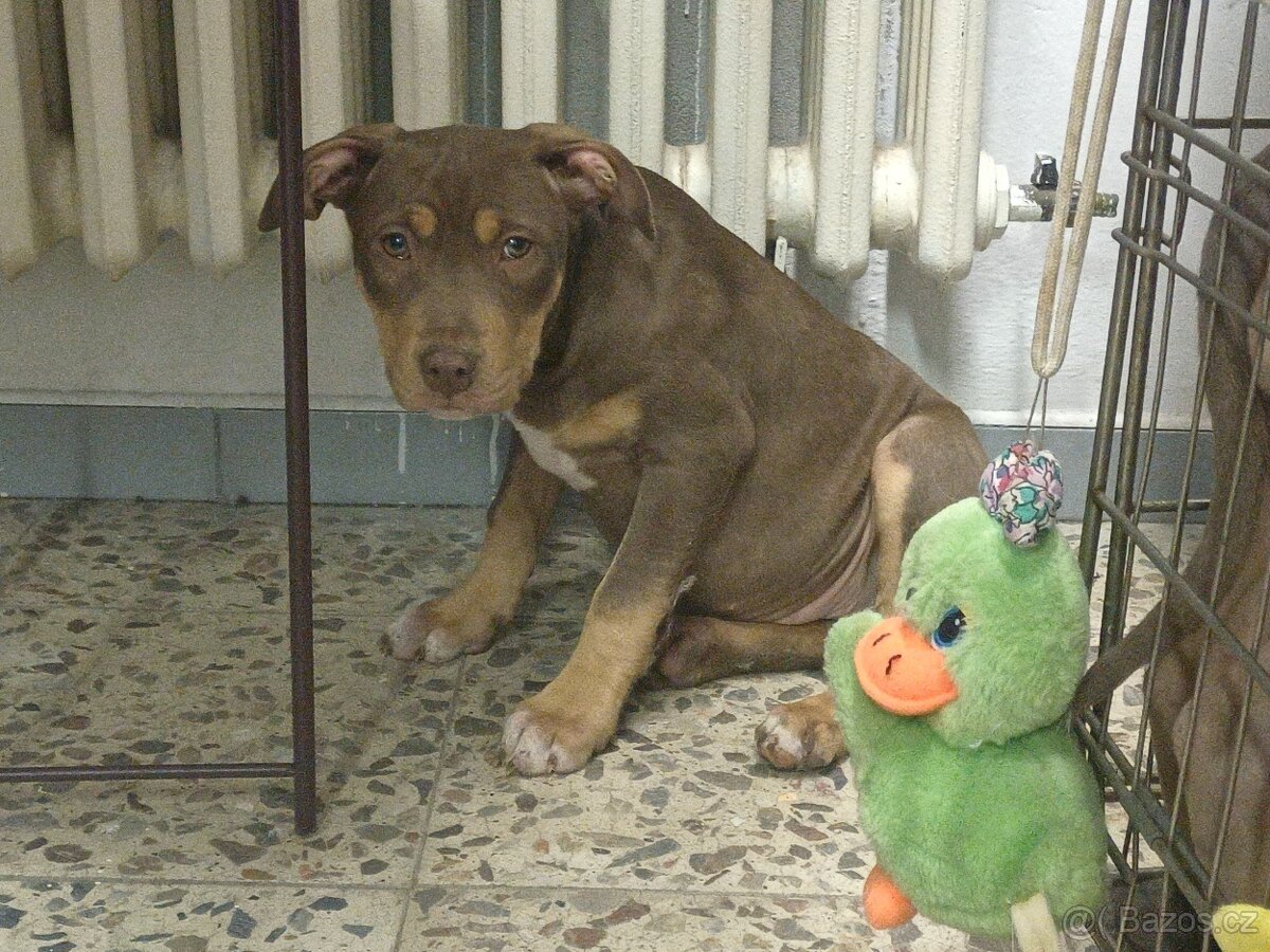 Tricolor staford  stafordšírský teriér amstaff