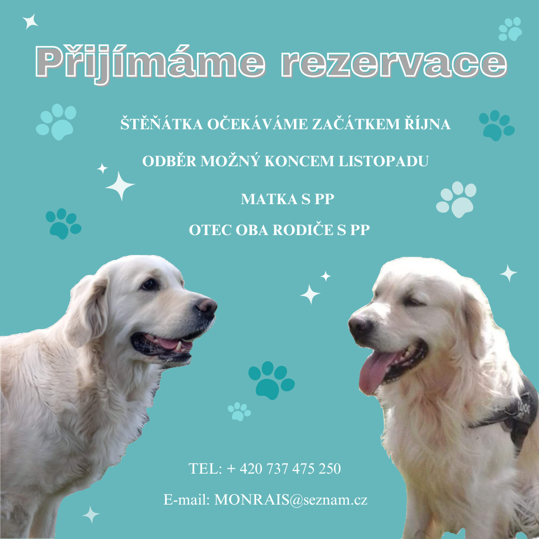 Zlatý retrívr/Golden retriever  ŠTĚŇÁTKA-REZERVACE