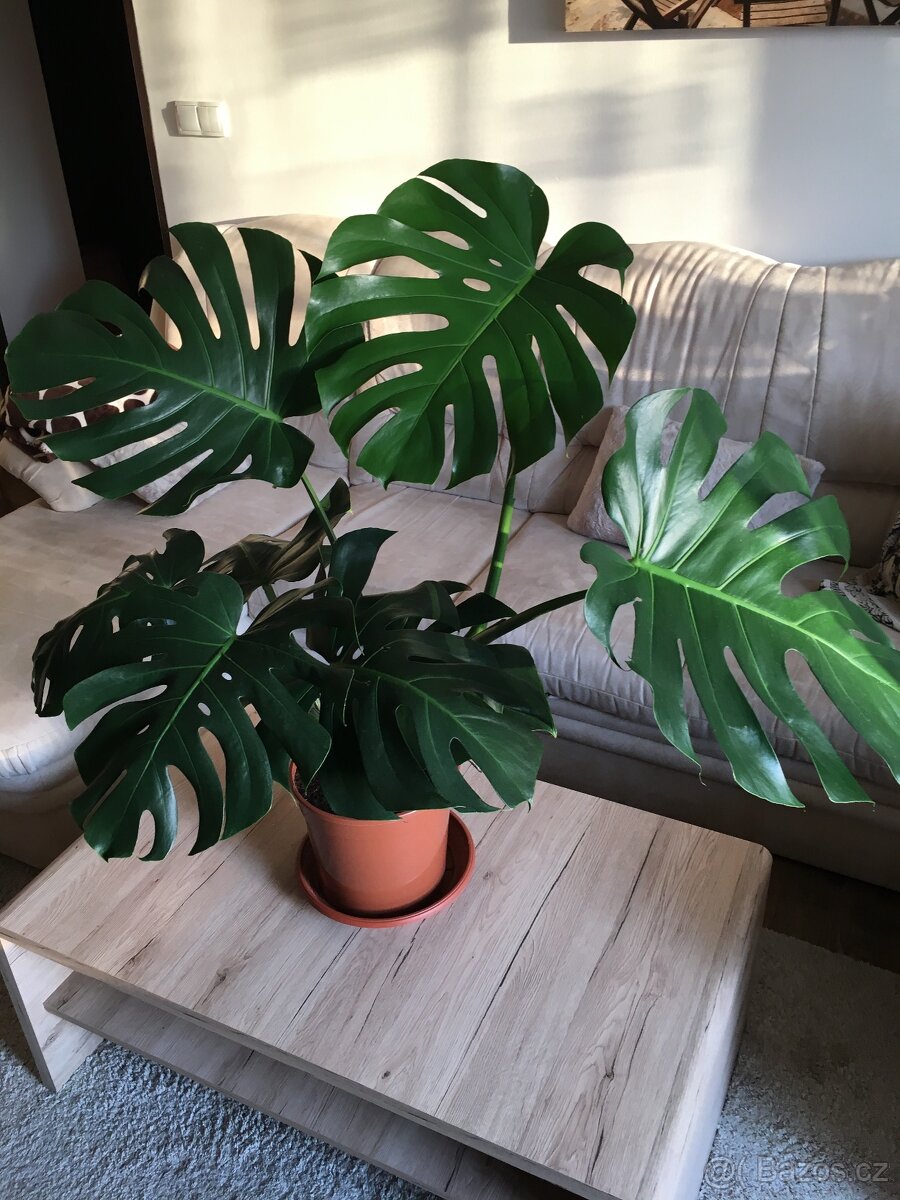 Pokojová květina monstera cca 90 cm